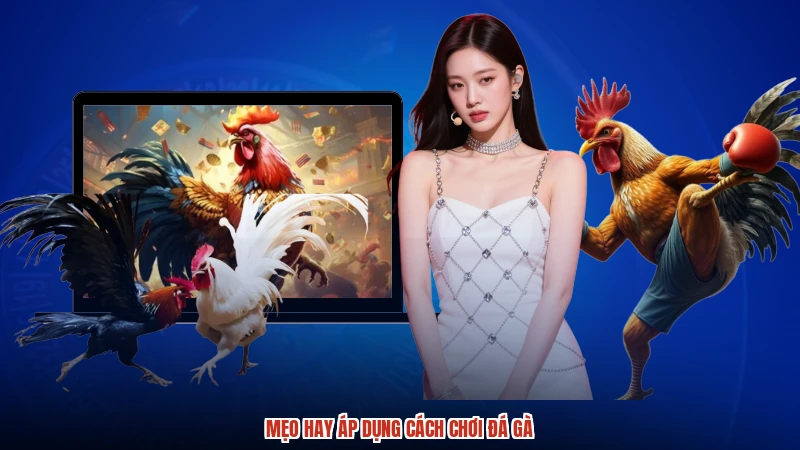 Mẹo hay áp dụng cách chơi đá gà