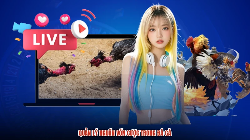 Quản lý nguồn vốn cược trong đá gà